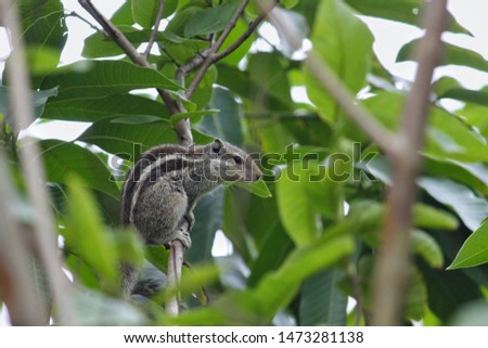 Squirrel standing on tree branch