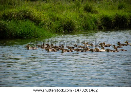 Baby Ducks crossing Li river in China