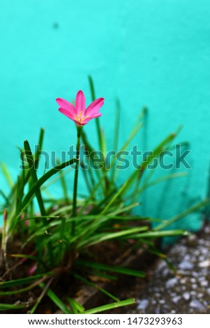 Rain Lily,Beautiful pink rain lily close up on blurry green leaves