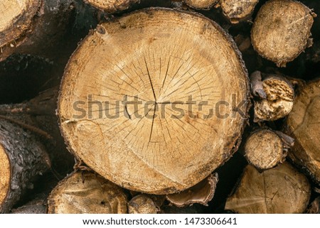 firewood. Woodpile of freshly chopped pine logs  in the forest stacked on top of each other. Selective focus