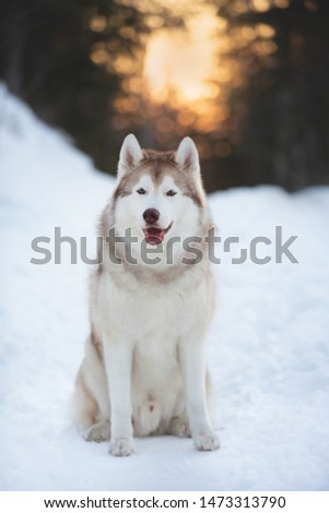 Close-up portrait of beautiful, free and prideful Husky dog sitting in winter forest at golden sunset.