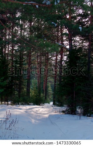 Siberian winter trees in the forest