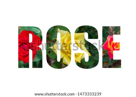 Rose font Alphabet made of picture rose on white background