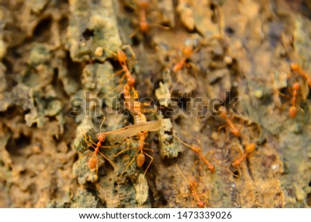 Red ants gather to bring food that is caught by insects that they can take back to their nest.