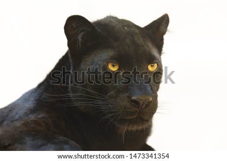 The leopard (Panthera pardus) portrait. Melanistic leopard are also called black panther. Isolated portrait of the black panther.