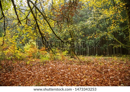 Bright yellow leaves adorn the forest
