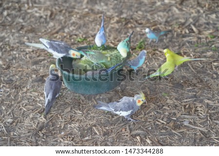 Amazingly Beautiful Parakeet families bond together