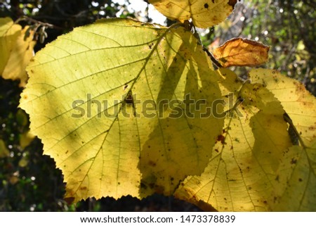Yellow leaf close up light and shade