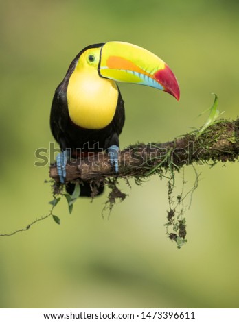 Toucan on a branch with a nice green background