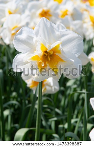 Narcissus Spleetkronig Delta - Bulb 