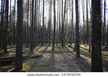 Beautiful autumn coniferous forest with pine trees