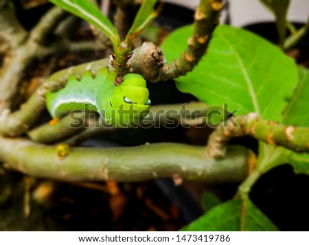 Chrysalis butterfly eating Adenium leaf