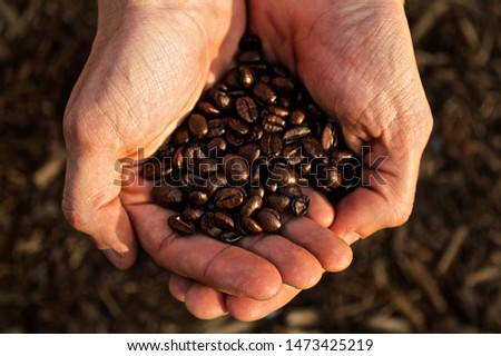 Close up of mans hands holding coffee beans. 