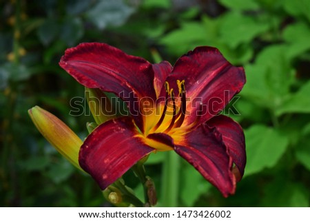 beautiful red flower daily lily macro