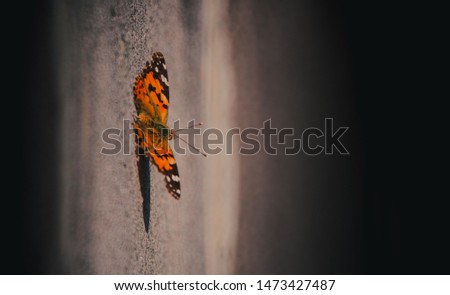 orange butterfly on gray tile