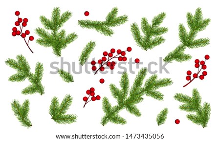 Branches of Christmas tree and bunch of holly berries. Set of Christmas and New Year clip art. Realistic objects isolated on white background. EPS10 vector illustration