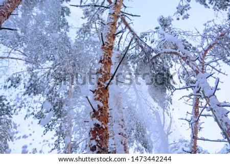 Snow falls in the forest from trees