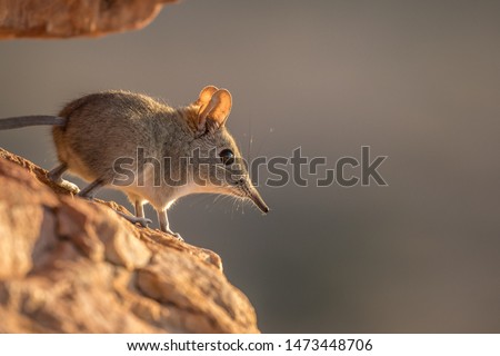 Easter Rock Elephant Shrew in the African Bush Royalty-Free Stock Photo #1473448706