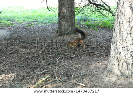 red squirrel in a forest near a nut trough
