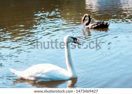Two swans swim in the lake, in the pond - white and black. Romantic photo.