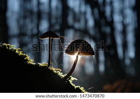 Black silhouettes of two mushrooms with a cobweb in the forest, with the sun's rays in the background - look like 
forest lamp.