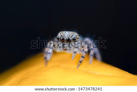 Tiny jumping spider from extreme macro photography 