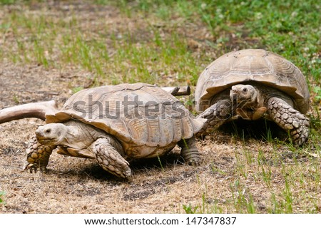 Turtles crawling in the grass
