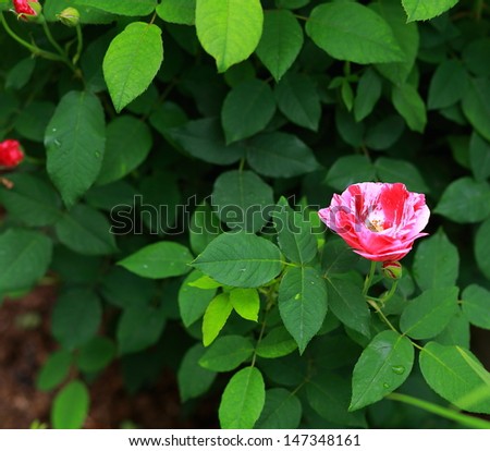 Beautiful bush of pink roses on green leaves background