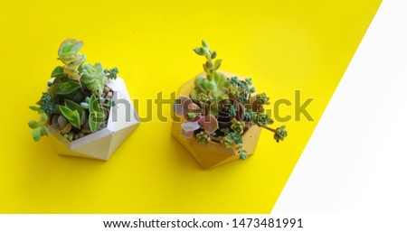 Minimalistic garden of succulents in a concrete pot. Yellow and white horizontal banner. Shop header with place for your text and design. Contrasting colors, a trend for blogging social network.