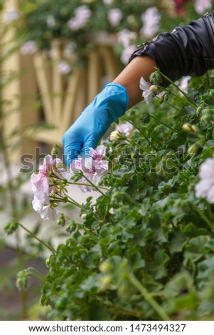 Gardening space. Potted plants outdoors. Landscaping of cafes and restaurants. Caring for plants in pots. Flower composition.