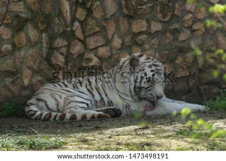 White tiger resting in the shade. Zoo animal.