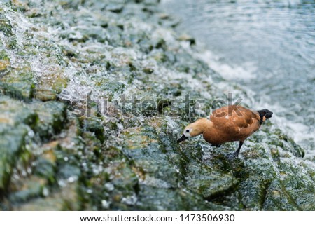 selective focus of gull standing on stones in river with flowing water 