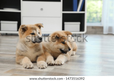 Adorable Akita Inu puppies on floor at home