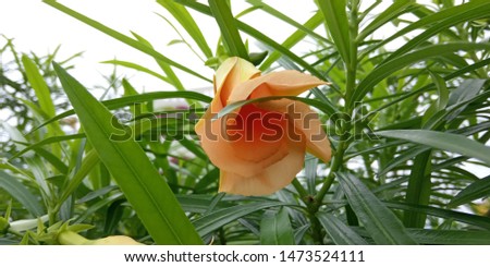 natural beauty flower