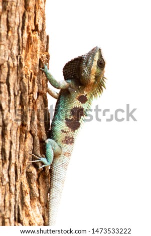 A picture of a blue chameleon of one Asian species That camouflaged the brown timber