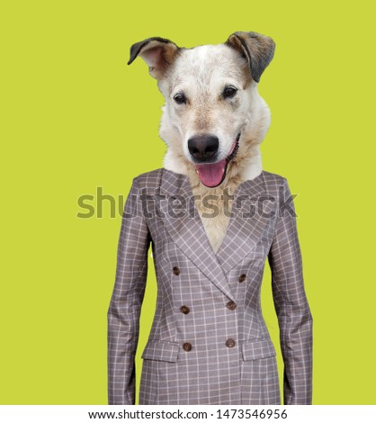 Fashion collage minimal. Photo manipulation. Dog in jacket. Funny art.