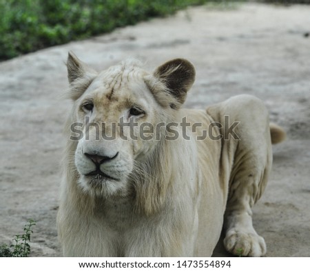 A White Transvaal lion (Panthera leo krugeri) playing in the zoo.