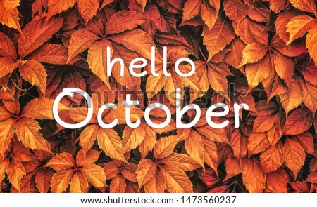 Hello October - text on foliage texture. beautiful autumn natural background. orange-red leaves of wild grapes. fall season concept