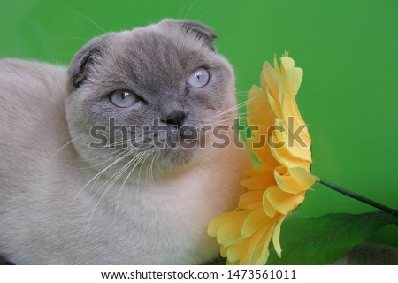 Cat Scottish Fold breed. Blue point color. Cat on a green background with a yellow flower.  