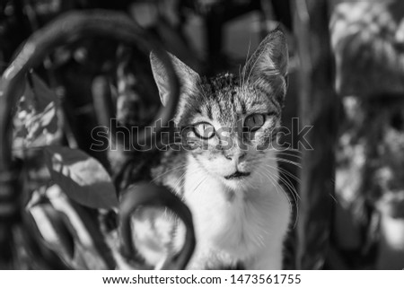 Closeup portrait of cute attentive street cat looking at camera from behind fence. Horizontal black and white photography.