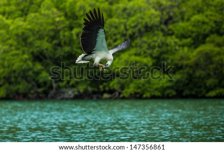 Feeding the Eagles, while traveling by boat
