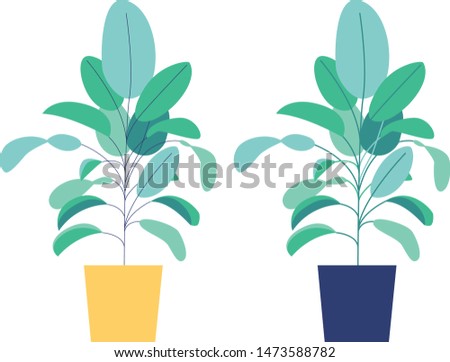 Two house plants in pots