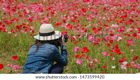 Woman take picture with camera on poppy flower garden
