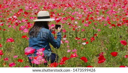 Woman take photo on the poppy flower garden