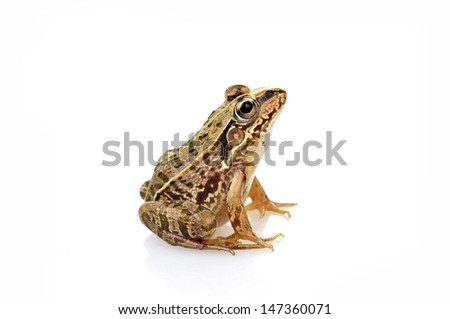 Frog isolated on a white background, and close-up pictures  