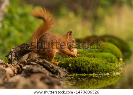 European Red Squirrel in the forest