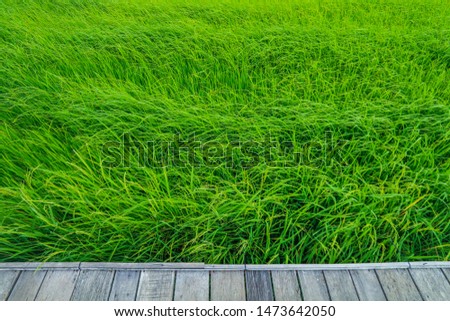 nature of a green field with rice 