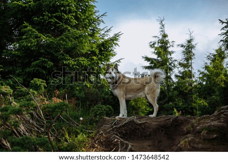a bright dog walking in the mountains among all vegetation