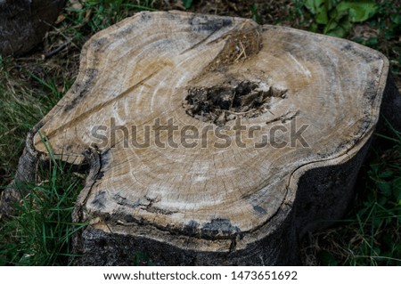 closeup stump with green grass in forest