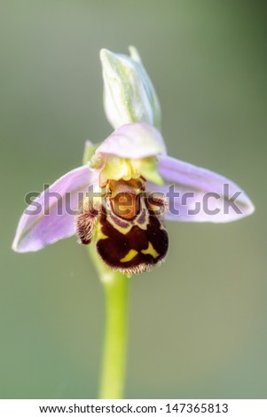 Picture of the rare Bee Orchid Ophrys Apifera, shot wildlife in Bavaria